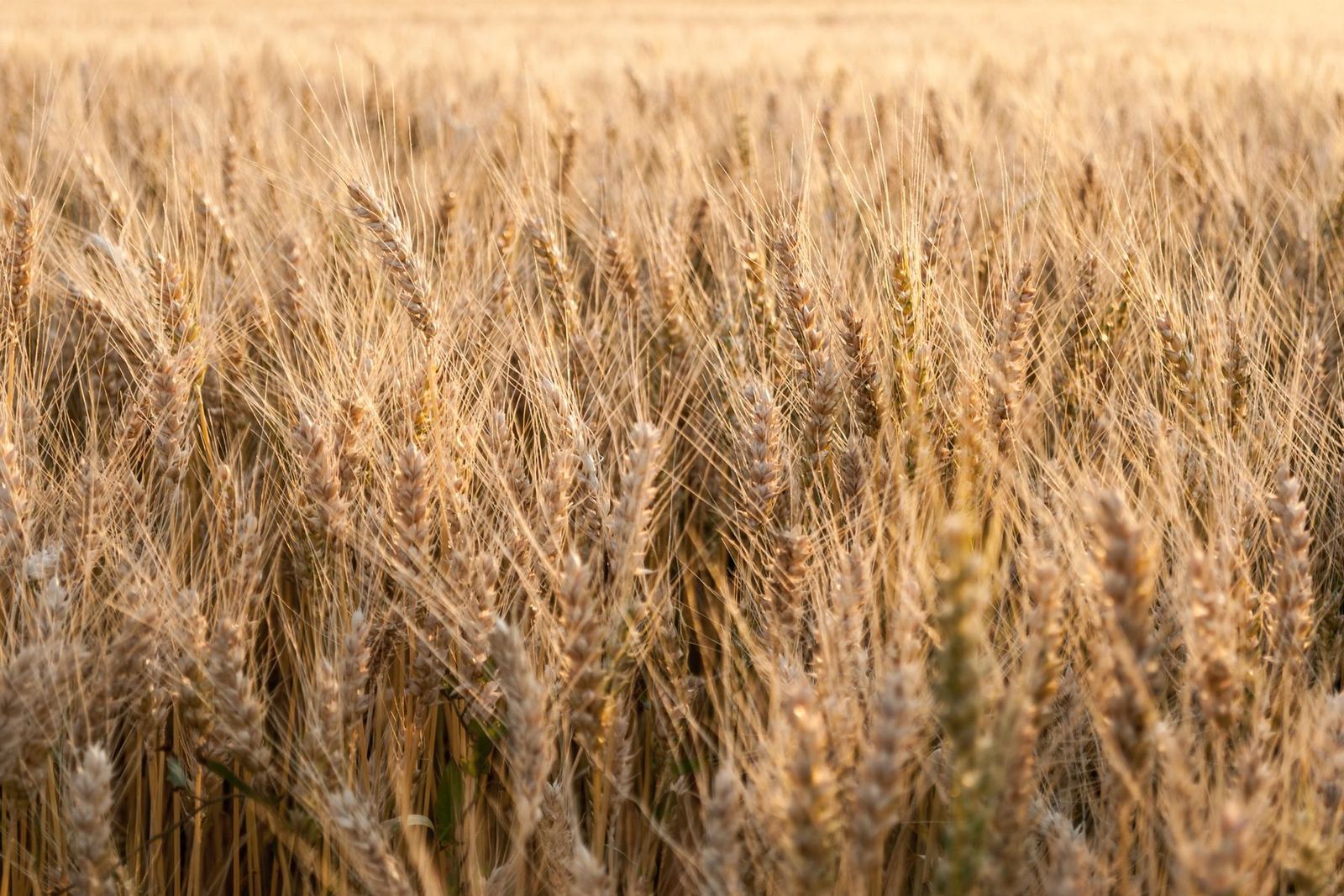 Tekirdağ Hayrabolu mimarlık ve inşaat hizmetleri — DAB